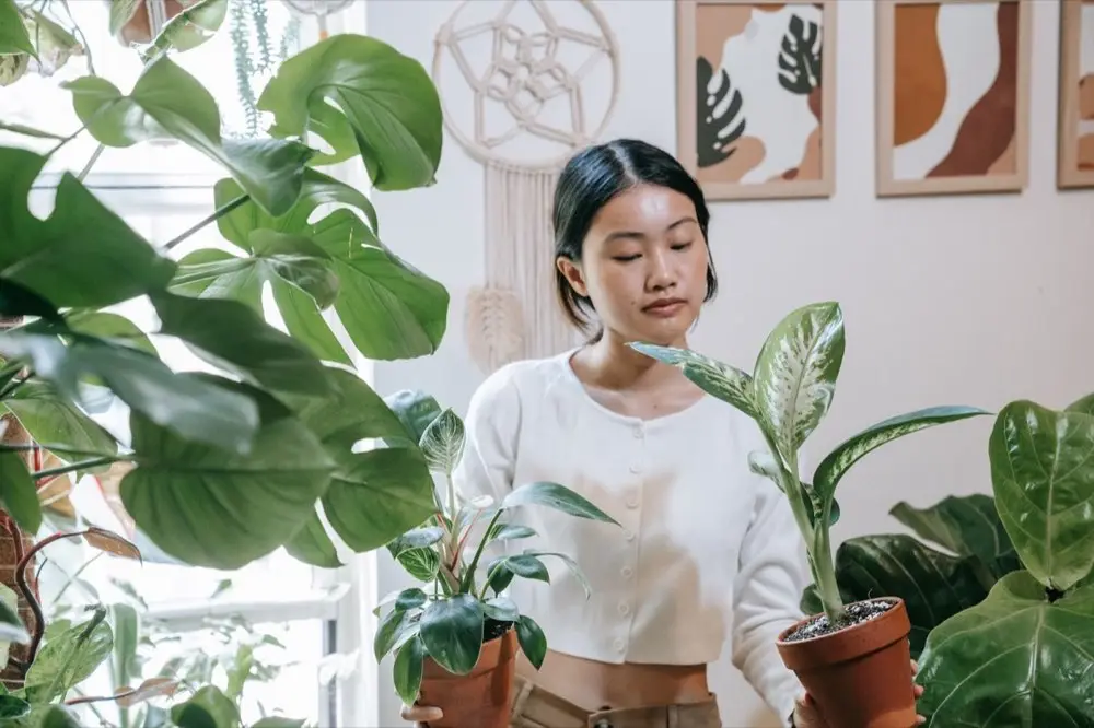 ต้นเดหลีตั้งอยู่มุมห้องนั่งเล่นข้างหน้าต่างรับแสงรำไร