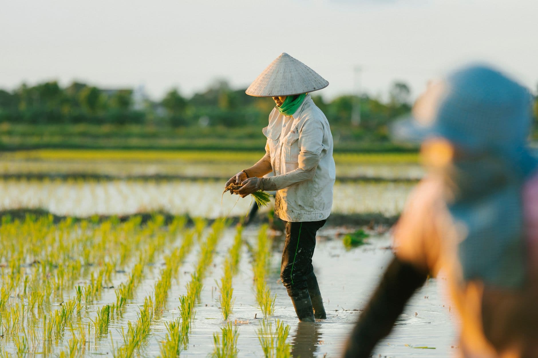 เกษตรกรก้มลงหว่านเมล็ดพันธุ์ในแปลงนาช่วงเช้า