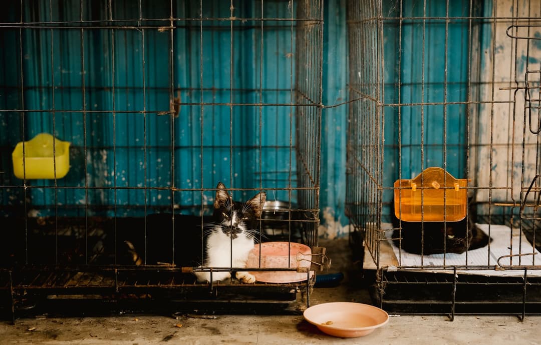 ครอบครัวกำลังอุ้มลูกสุนัขตัวใหม่เข้าบ้านอย่างมีความสุข