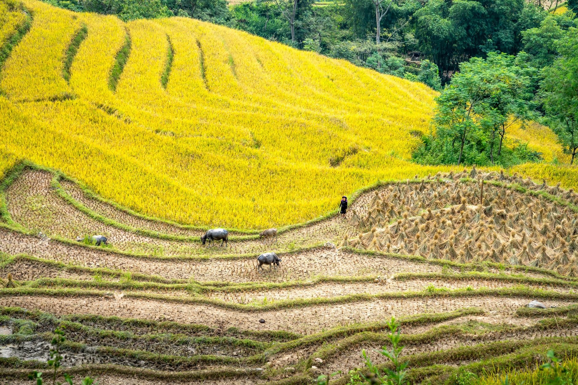 ควายและนกในทุ่งนาช่วงทำบุญไถ่ชีวิตสัตว์