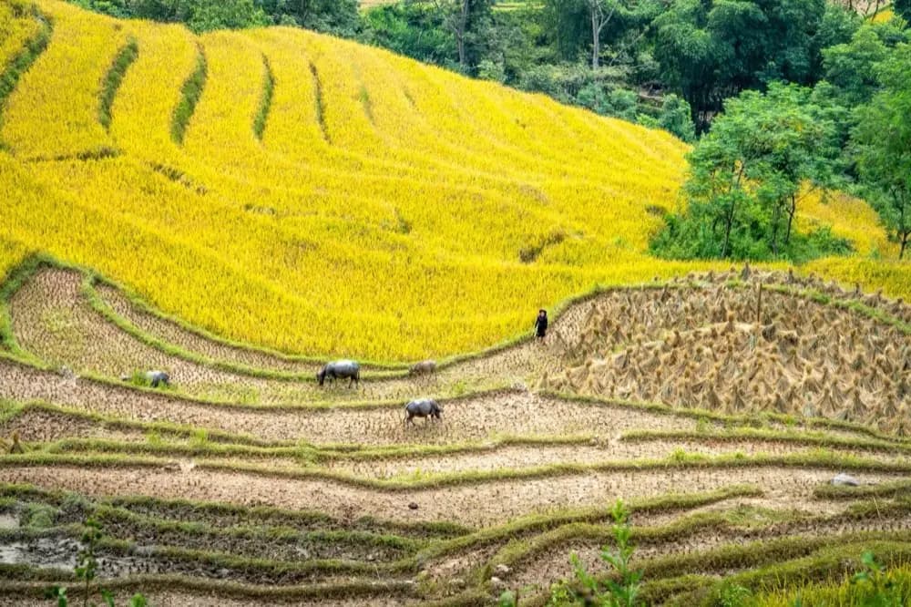 ควายและนกในทุ่งนาช่วงทำบุญไถ่ชีวิตสัตว์
