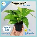 ต้นพลูด่างใบลายเขียวเหลืองในกระถางดินขนาด 3 นิ้ว