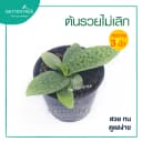 ต้นรวยไม่เลิกใบมันวาวในกระถางดินขนาด 3 นิ้ว