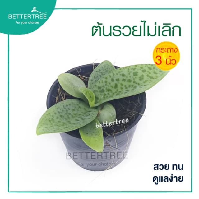 ต้นรวยไม่เลิกใบมันวาวในกระถางดินขนาด 3 นิ้ว