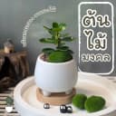 ต้นไม้มงคลในกระถางดินเผาทรงมินิมอลพร้อมจานรองไม้